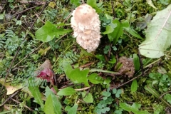 IMG-20251115-WA0008-min